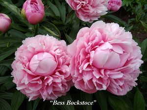 купити Півонія Bess Bockstoce